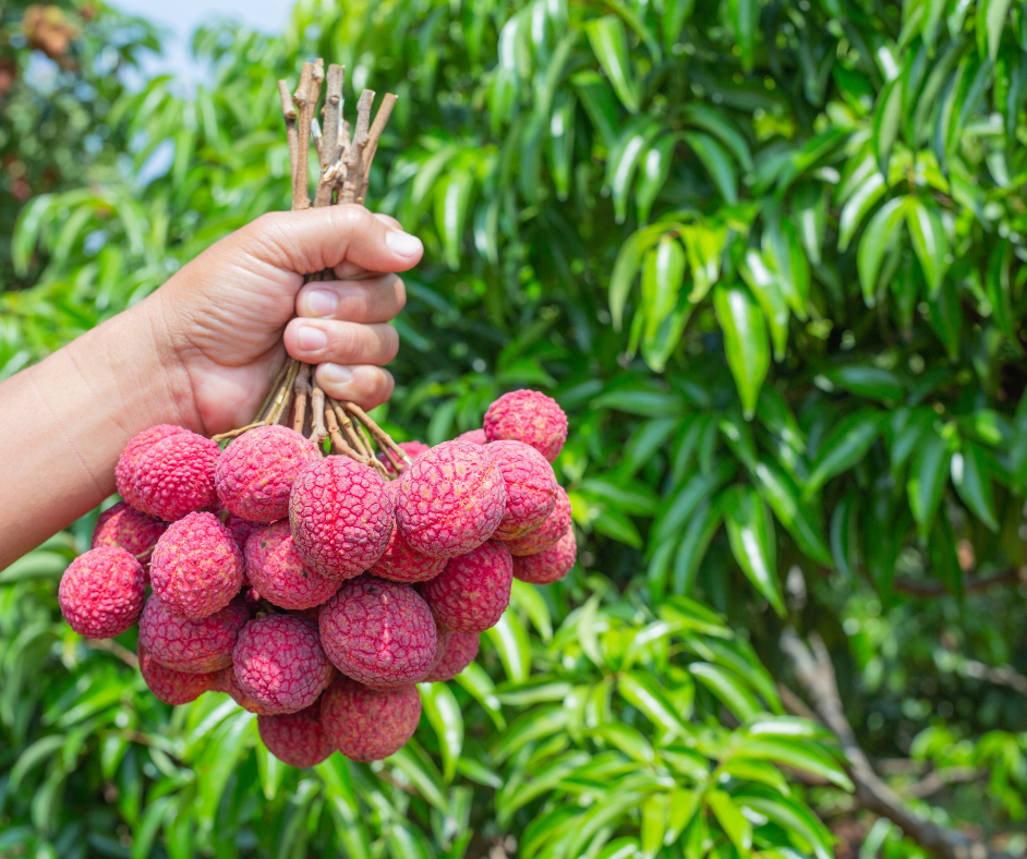 Muzaffarpur Litchi- Proudly Made in India