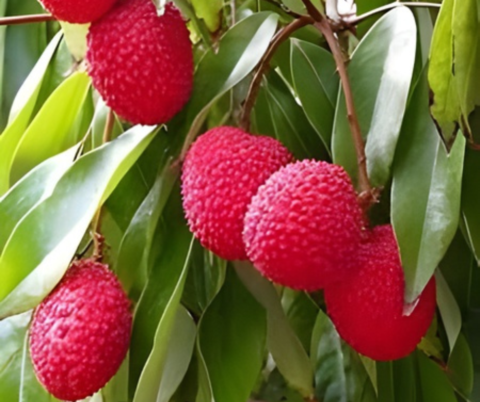 Shahi Lychee- Proudly Made in India