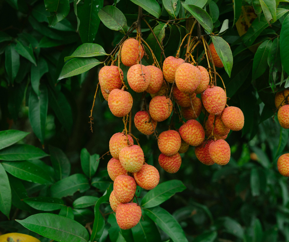 Muzaffarpur Litchi- Proudly Made in India