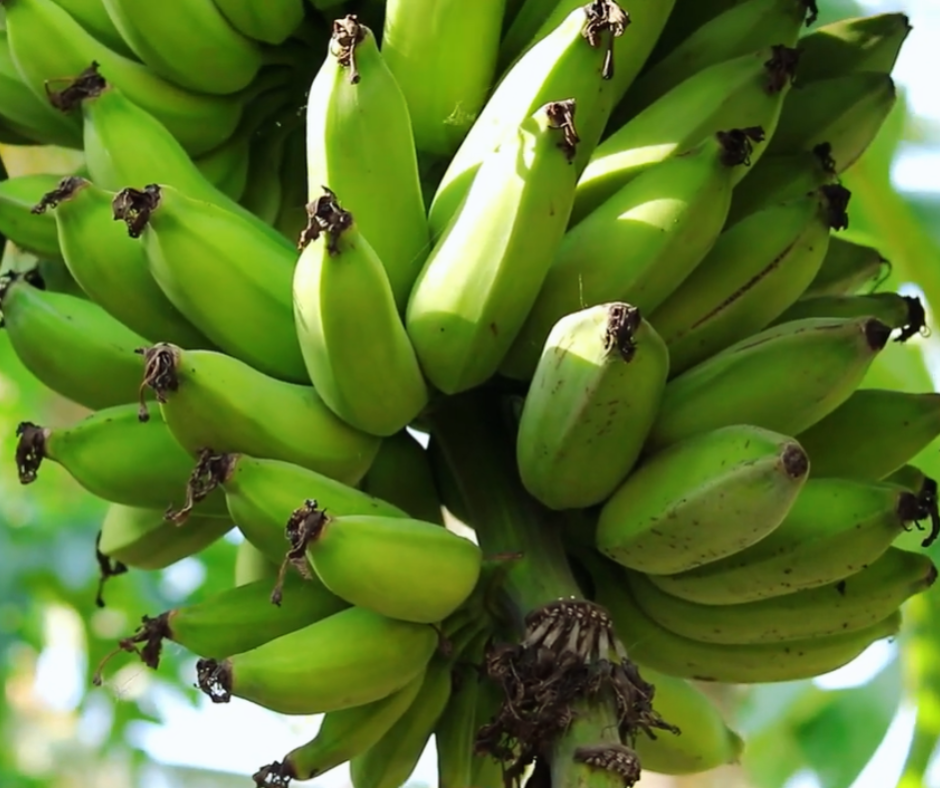 Sirumalai Banana- Proudly Made in India