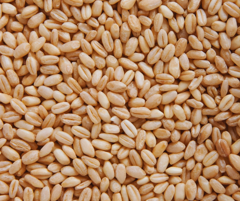 Bhalia Wheat Price- Proudly Made in India