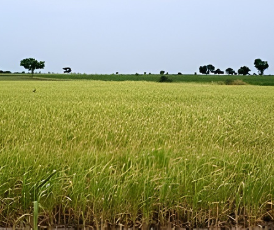 Bhalia Wheat Price- Proudly Made in India