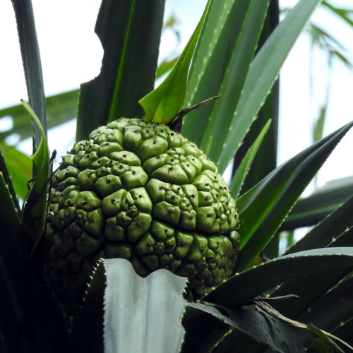 Ganjam Kewda Rooh- Proudly Made in India