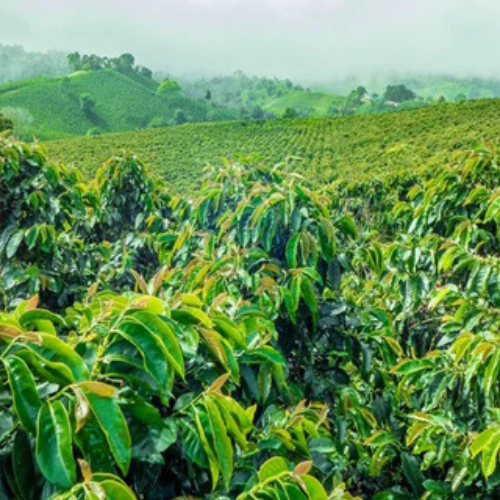 Coffee Production in India- Proudly Made in India