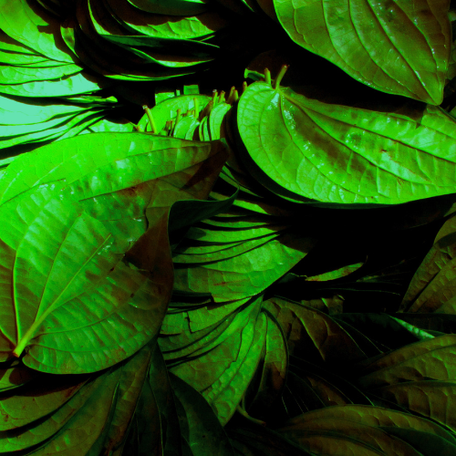 Mysore Betel Leaf- Proudly Made in India