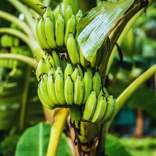 Sirumalai Hill Banana- Proudly Made in India